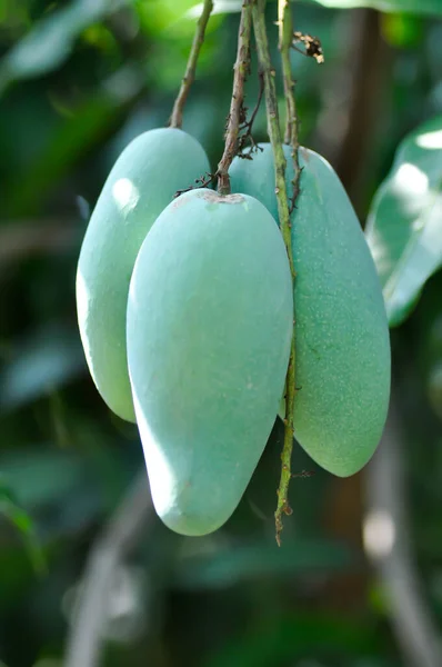 Mangifera indica, mango or mango seed on the mango tree or mango plant
