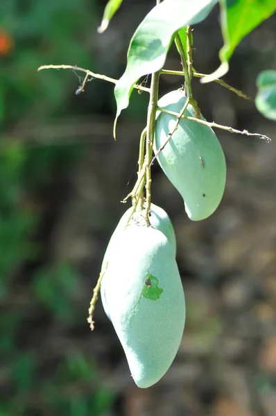 Mangifera Indica Μάνγκο Σπόρος Μάνγκο Στο Δέντρο Μάνγκο Στο Φυτό — Φωτογραφία Αρχείου