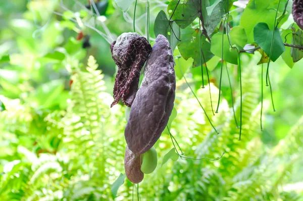 Aristolochia Ringens Aristolochiaceae Aristolochia Ringens Vahl Plant — Stockfoto