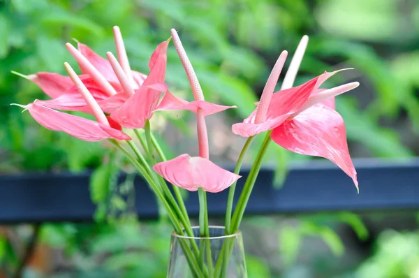 Flamingo Blomma Pojke Blomma Eller Anthurium Andraeanum Eller Anthurium Blomma — Stockfoto