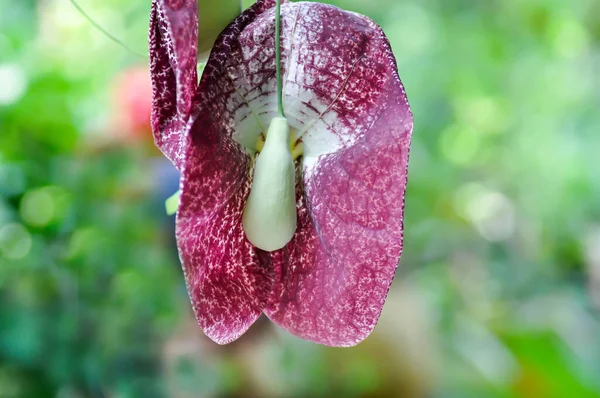 Aristolochia Ringens Aristolochiaceae Aristolochia Ringens Φυτό Vahl — Φωτογραφία Αρχείου