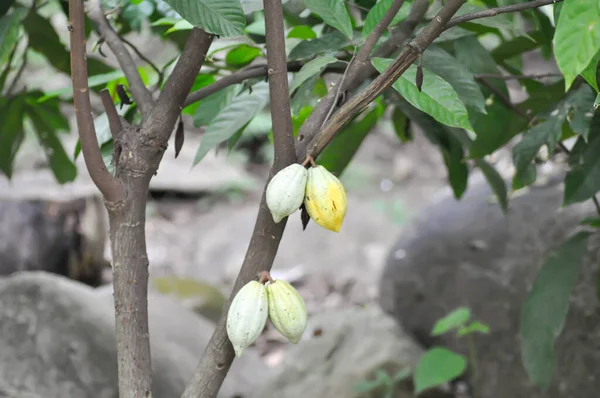 Theobroma Cacao Theobroma Malvaceae Cacao Magnoliophyta Cacao Plant Cacao Seed — ストック写真