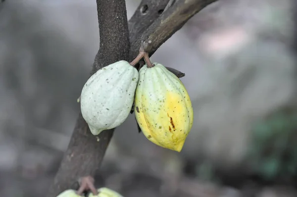 Theobroma Kakao Theobroma Oder Malvaceae Oder Kakao Oder Magnoliophyta Oder — Stockfoto