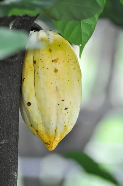 Theobroma Cacao Theobroma Malvaceae Cacao Magnoliophyta Cacao Σπόρους Κακάο Στην — Φωτογραφία Αρχείου