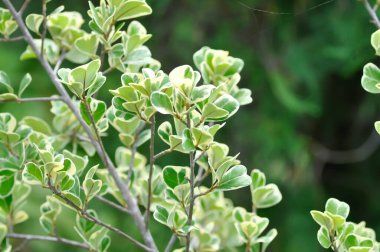 Ökse otu inciri, ökse otu lastik bitkisi ya da Ficus deltoidea bitkisi