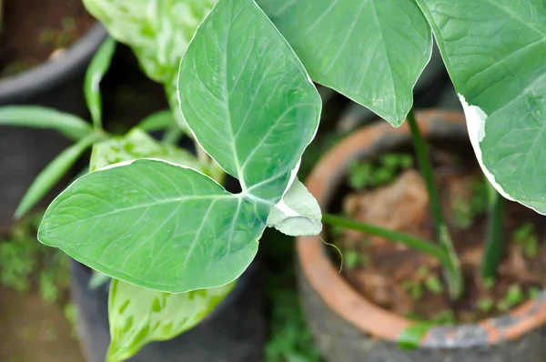 Çiçek saksısında Albomarginata, Araceae veya Schott veya Xanthosoma sagittifolium veya XANTHOSOMA veya Mickey Mouse Bitkisi