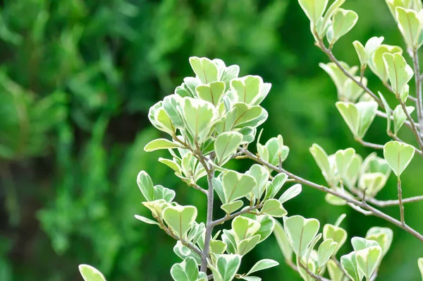 Mistletoe Fig Mistletoe Rubber Plant Ficus Deltoidea Plant — Foto de Stock