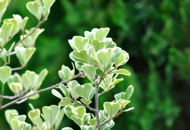 Ökse otu inciri, ökse otu lastik bitkisi ya da Ficus deltoidea bitkisi