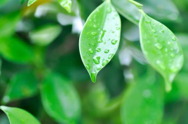 banyan ağacı ya da Ficus annulata ya da fius bengalensis, moraseAE ağacı ve çiy damlası ya da yağmur damlası