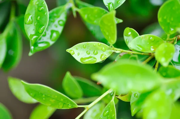 banyan ağacı ya da Ficus annulata ya da fius bengalensis, moraseAE ağacı ve çiy damlası ya da yağmur damlası