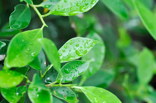 banyan ağacı ya da Ficus annulata ya da fius bengalensis, moraseAE ağacı ve çiy damlası ya da yağmur damlası