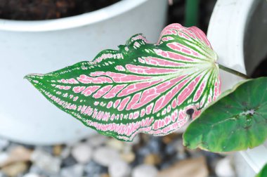 Caladium, Caladium ThaiBeauty veya Dieffenbachia seguine veya Caladium bicolor veya Araceae plant
