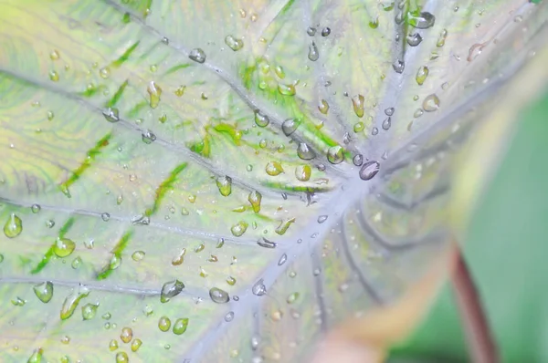 Colocasia Colocasia Diamond Head Und Regentropfen Oder Tautropfen — Stockfoto