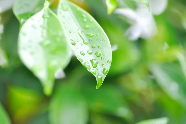 板岩树或凤尾鱼或凤尾鱼 Moraceae树和露珠或雨滴 — 图库照片