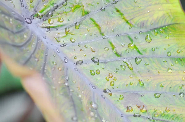 Colocasia , Colocasia Diamond Head and rain drop or dew drop