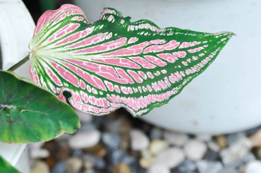 Caladium, Caladium ThaiBeauty veya Dieffenbachia seguine veya Caladium bicolor veya Araceae plant