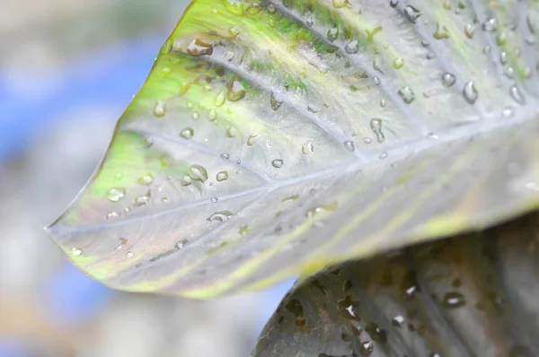 Colocasia Colocasia Diamond Head Und Regentropfen Oder Tautropfen Auf Dem — Stockfoto