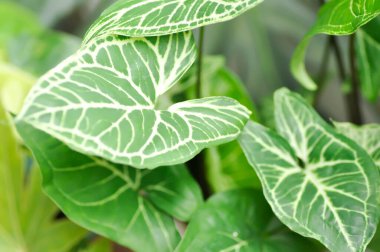 Syngonium Batik, Syngonium podophyllum veya Syngonium podophyllum, Arrowhead Vine veya Goosefoot veya Araceae bitkisi