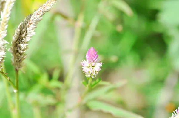 青花茶 鸡冠或狐狸尾香或粉红花或Amaranthaceae植物 — 图库照片