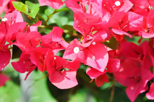 Nyctaginaceae Oder Papierblume Rote Papierblume — Stockfoto