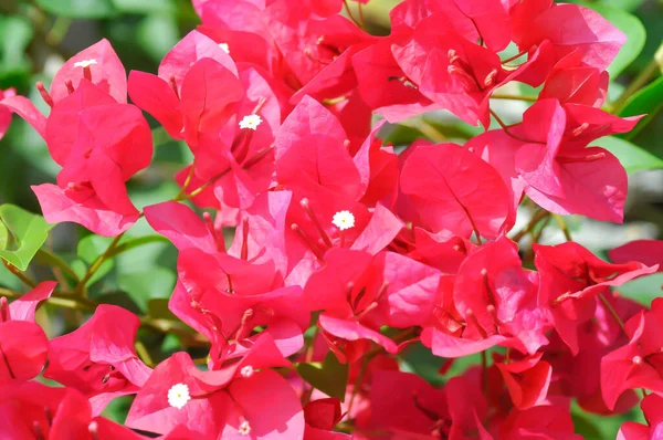 Nyctaginaceae Flor Papel Flor Papel Rojo — Foto de Stock