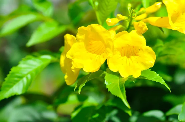 Trompetenrebe Gelbe Gelbe Glocke Oder Gelber Holunder Oder Gelbe Blume — Stockfoto