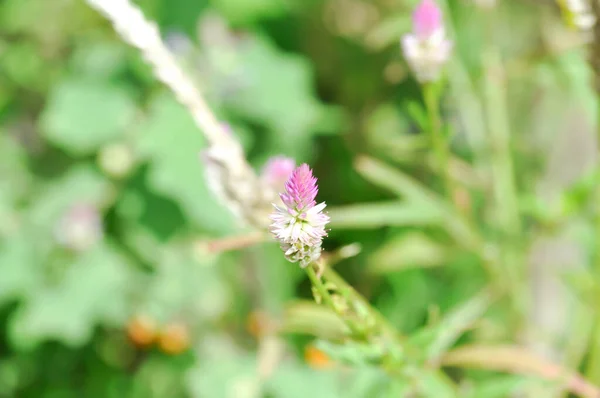 Celosia Argentea Cocks Comb Foxtail Amaranth Pink Flower Amaranthaceae Plant — 스톡 사진