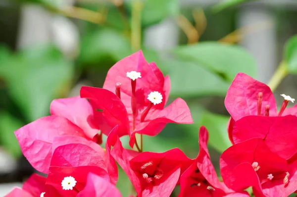 Nyctaginaceae Flor Papel Papel Vermelho Flor — Fotografia de Stock