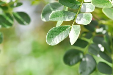 Yağmur ağacı veya Samanea saman, LEGUMINOSAE MIMOSOIDEAE bitkisi