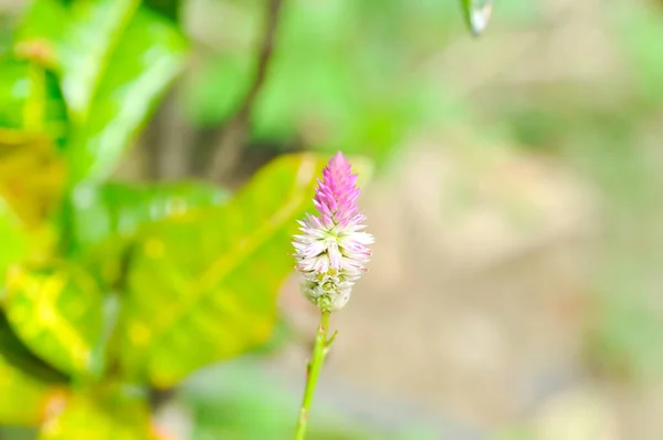 Celosia Argentea Cocks Гребень Foxtail Амарант Розовый Цветок Растение Amaranthaceae — стоковое фото