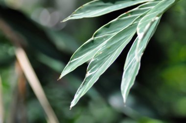 Eşanlamlı Sanderae, Variegated Shell Ginger veya ZINGIBERACEAE veya Alpinia Sandrerae