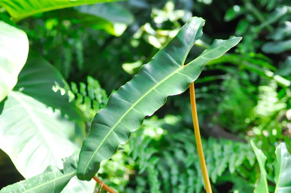 Philodendron Billetiae Croat Philodendron Φυτό Στην Γλάστρα — Φωτογραφία Αρχείου