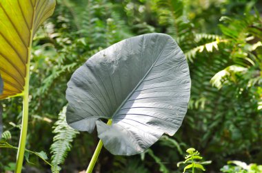 Alocasia Regal Shield, Alocasia bitkisi bahçede.