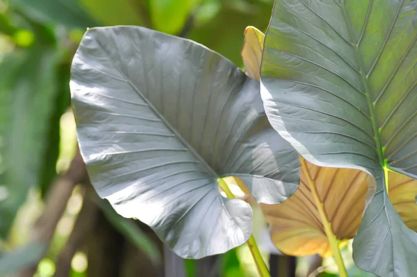 Alocasia Regal Shield, Alocasia bitkisi bahçede.