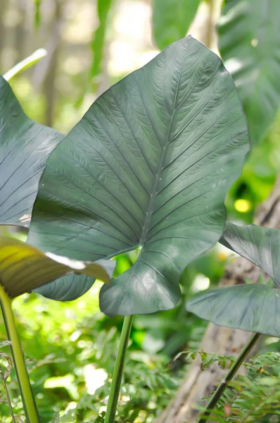 Alocasia Regal Shield Alocasia Pflanze Garten — Stockfoto