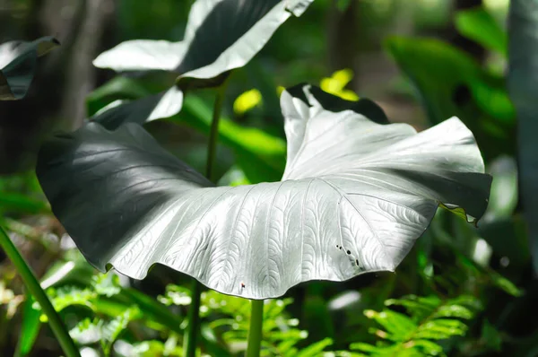 Alocasia Regal Shield Alocasia Pflanze Garten — Stockfoto
