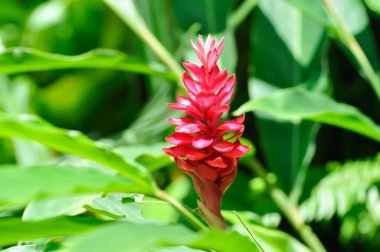 Alpinia purpurata, K Schum ya da Devekuşu tüyü ya da Pembe Koni Zencefil ya da Vieill bitkisi