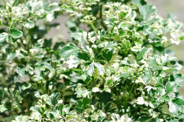 Polyscias sp, Ming Aralia veya ARALIACEAE bitkisi