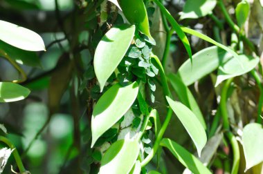 İncir, tridax procumbens bitkisi