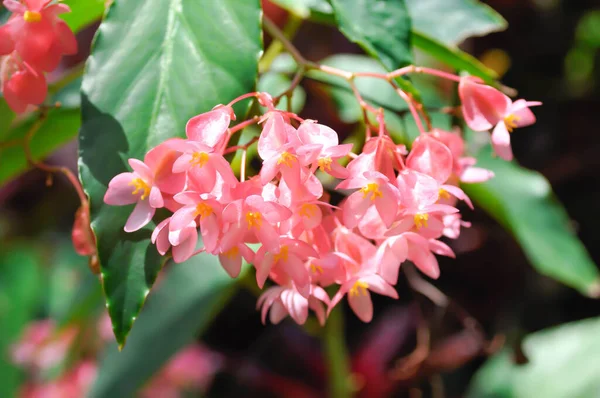 Begonia Pink Flower Begonia Pink Flowers — Stock Photo, Image