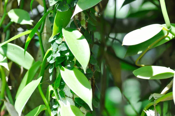 Ficus Pumila Fico Rampicante Pianta Tridax Procumbens — Foto Stock