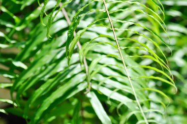 Fern veya lomariopsidaceae, Nephrolepaceae veya Nephrolepis veya Nephrolepis sp veya Nephrolepis sp cultivar plant