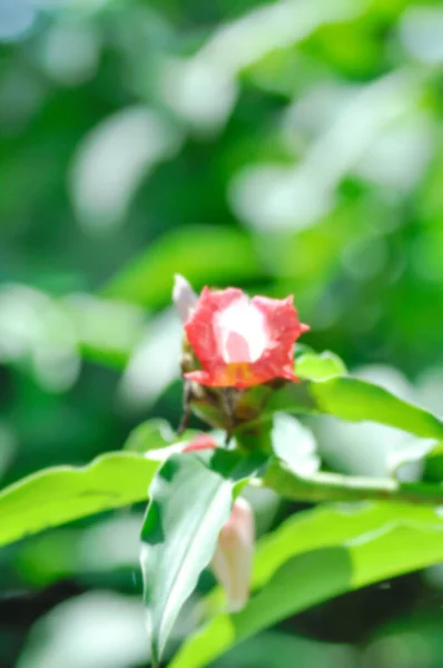 花园里的红花 背景模糊 自然背景模糊 — 图库照片