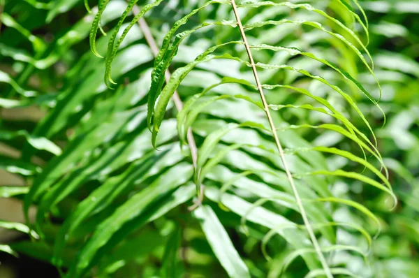Fern veya lomariopsidaceae, Nephrolepaceae veya Nephrolepis veya Nephrolepis sp veya Nephrolepis sp cultivar plant