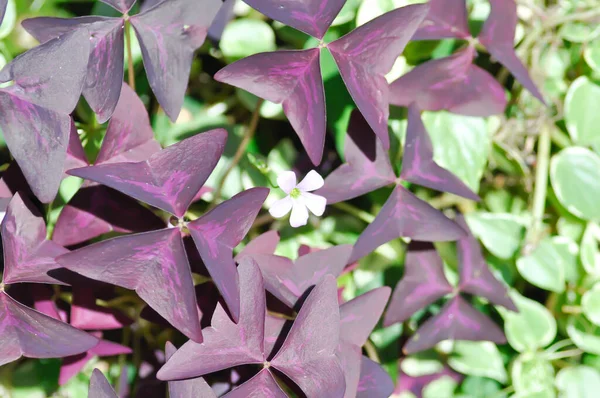 Parco Indiano Purple Shamrock Love Plant Oxalis Oxalidaceae — Foto Stock