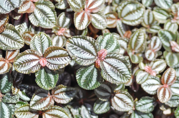 Pilea Involucrata Norfolk Dostluk Bitkisi Veya Pilea Involucrata Pan Plant — Stok fotoğraf