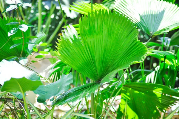 Pritchardia Pacifica Pritchardia Pacific — Φωτογραφία Αρχείου