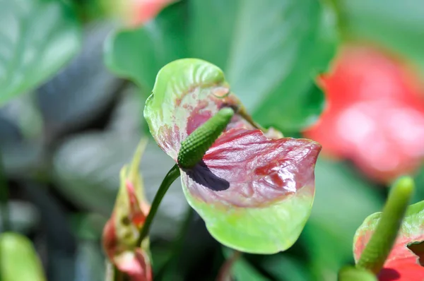 Flamingo Flower Boy Flower Anthurium Andraeanum Anthurium Bicolor Anthurium — 스톡 사진