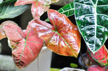 Caladium Yeni Dalga Kabarcığı, Caladium çift renkli Havalandırma veya Alocasia makro hizos veya Caladium bicolor veya pembe yaprak ve Colocasia esculenta