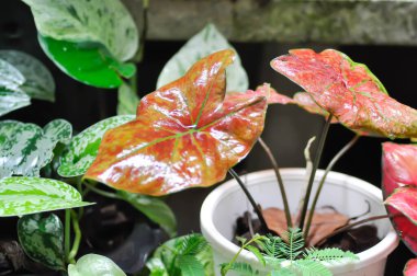 Caladium Yeni Dalga Kabarcığı, Caladium çift renkli Havalandırma veya Alocasia makro hizos veya Caladium bicolor veya pembe yaprak ve Colocasia esculenta